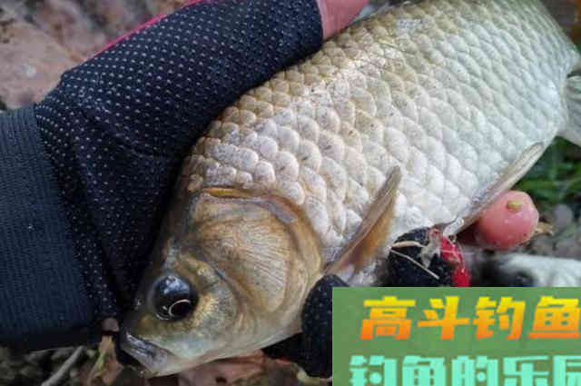 鲫鱼越大就越喜欢吃这饵，简单实用又省钱