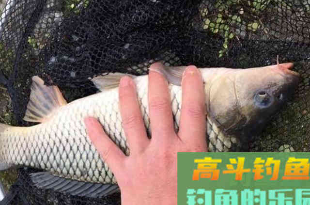 秋天一降温，我就只用这特效鲤鱼饵