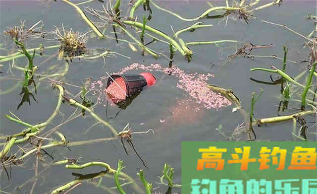 鱼是怎么进窝的？又是怎么被钓到的？