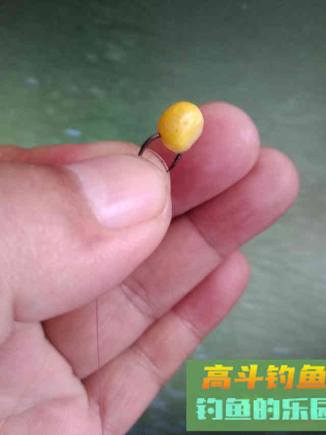 夜钓想要上大鱼，记得把握好这两种窝饵作钓思路