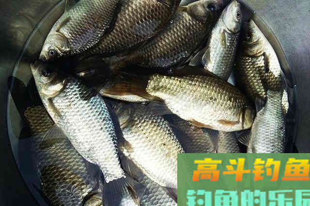 冬季用此饵，也能钓出红虫的感觉
