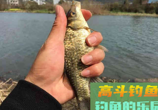 自制一款野钓专用的散炮饵，经济实惠上鱼多