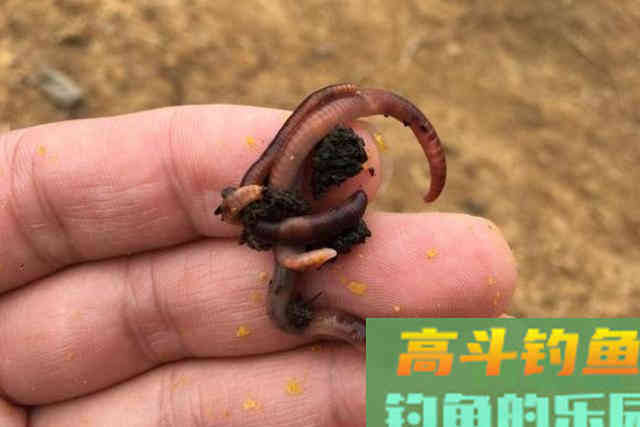 冬钓选饵，唯独这3招最可靠，简单易学效果好