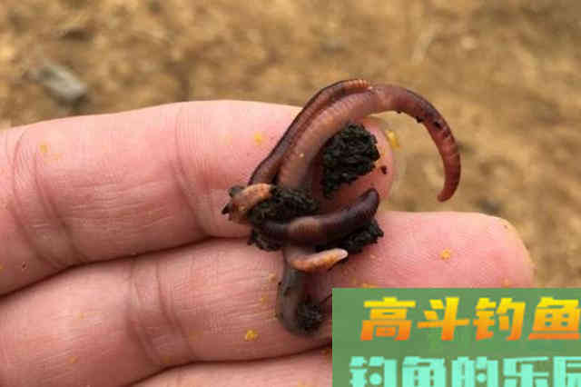 到了一月，鱼就不咬钩了，二十年老钓手果断换招