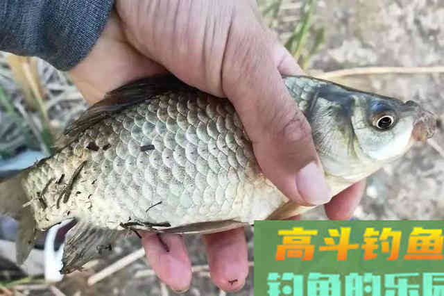 不花钱的饵料不用白不用，关键鲫鲤鱼特爱吃
