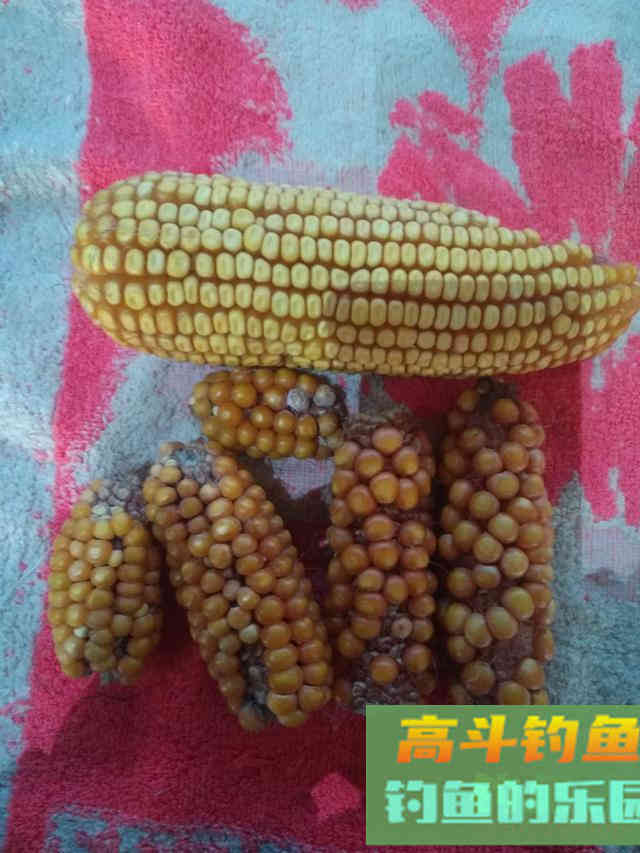 鱼的本能决定了饵料是否好用