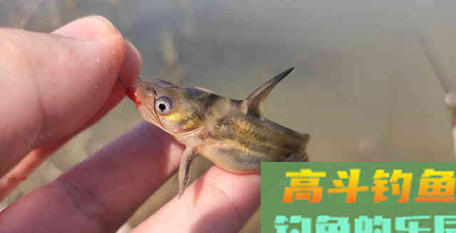 得知多种蚯蚓的使用方法后！渔具店的蚯蚓卖疯了