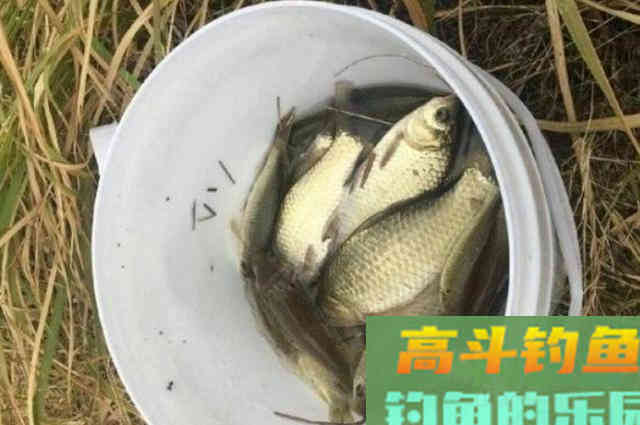 气温一降，我就喜欢用这鲫鱼特效窝料