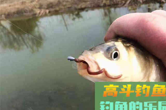 冬天钓鱼用蚯蚓没口，不妨试试这几招