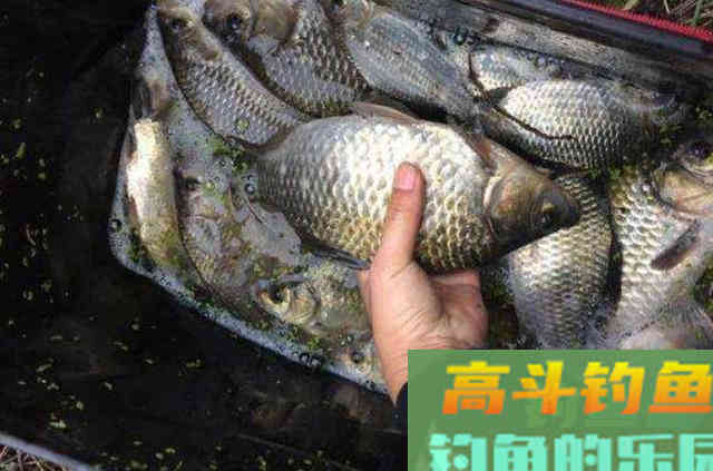 诱钓大板鲫能有这2种饵，接连中鱼一点也不必担心