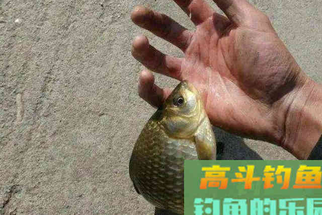 刚补完窝就没口，二十年老钓手倾囊相助