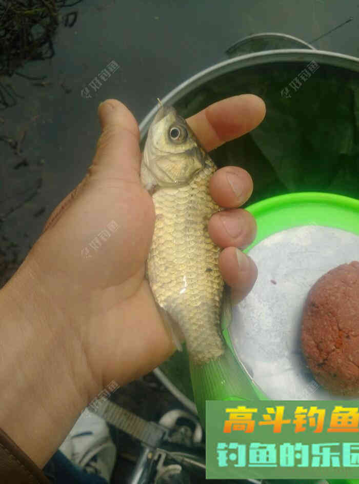 [春季放流]江湖猎人饵料，果然名不虚传