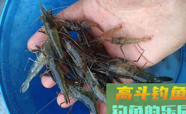 商品饵料才能钓到鱼？我表示不服，试试这些东西再说
