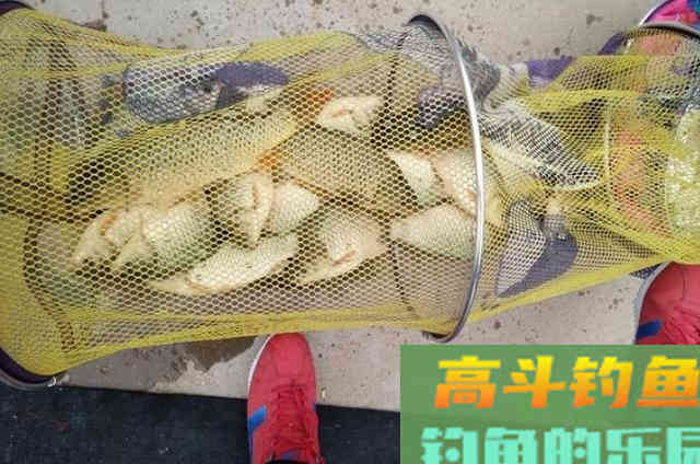 多亏了这鲤鱼饵！秋天若是没，早就封竿入库了