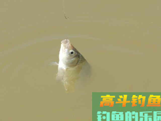 甭管什么钓法，探底测水深都没做好，能钓到鱼才奇怪