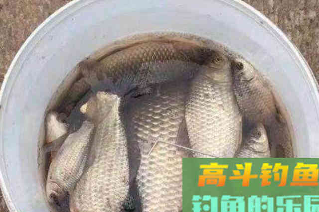 立春后，还在费钱买商品饵？赶紧试试这特效鲫鱼饵