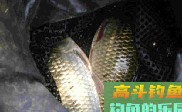 饵料当中加点十三香调料，半下午10斤渔获