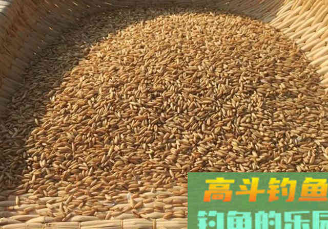 钓友自制不差钱窝料，成本上百块，只为钓到鱼