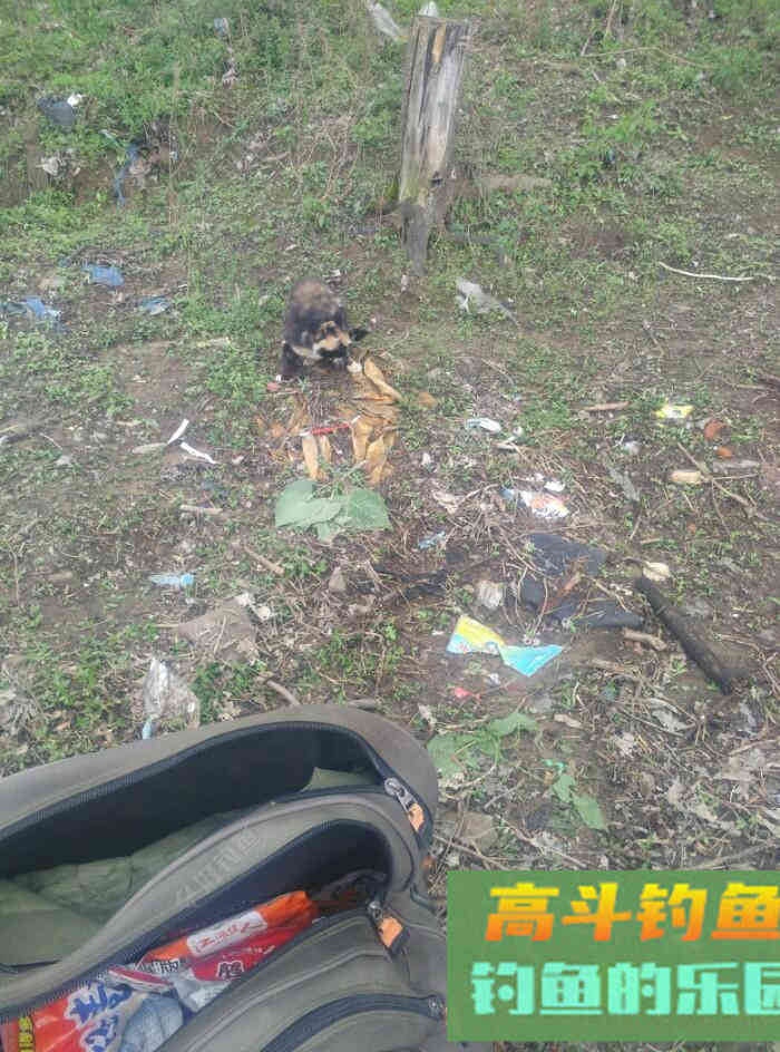 [春季放流]江湖猎人饵料，果然名不虚传