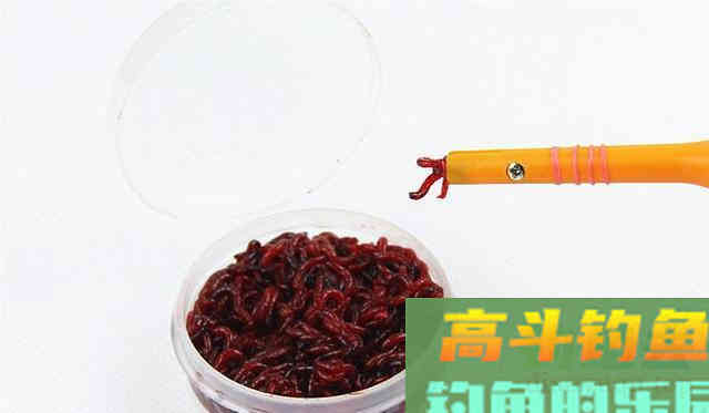 我极力推荐几种冬钓鲫鱼红虫挂法