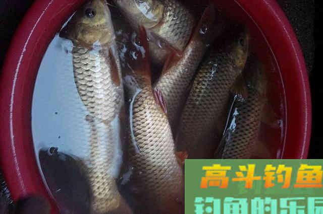 好用的鱼饵，不在渔具店！它“藏在”厨房