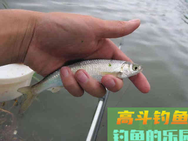 鱼口轻弱，更换子线后效果不好，试试这一招