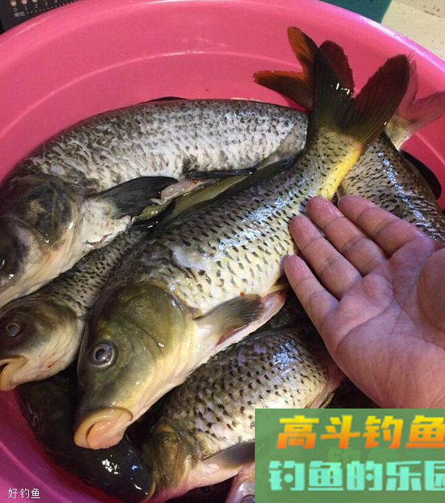 野战蓝鲫配狂道鲤连上5条大鲤鱼，懂变通才最重要