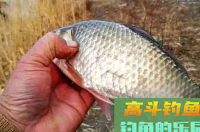 据说这窝料大有来头，刚一入板鲫就连杆