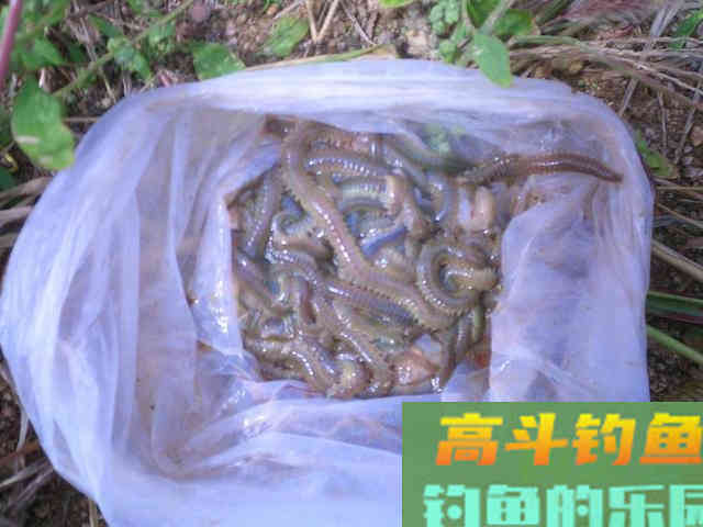 沙蚕这样用，专门钓淡水鱼，连杆爆护一点不难