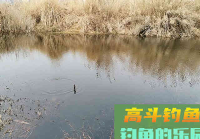 大鱼脱钩会搅窝？其实不脱钩也会搅窝