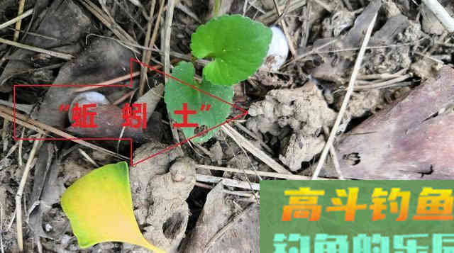 自制饼饵全过程解密，加点蚯蚓土，比买的饵料更好用