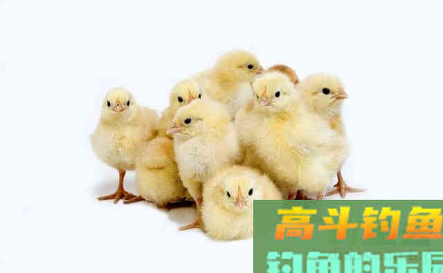 牛粪都能钓鱼了？跨界饵料令人意想不到