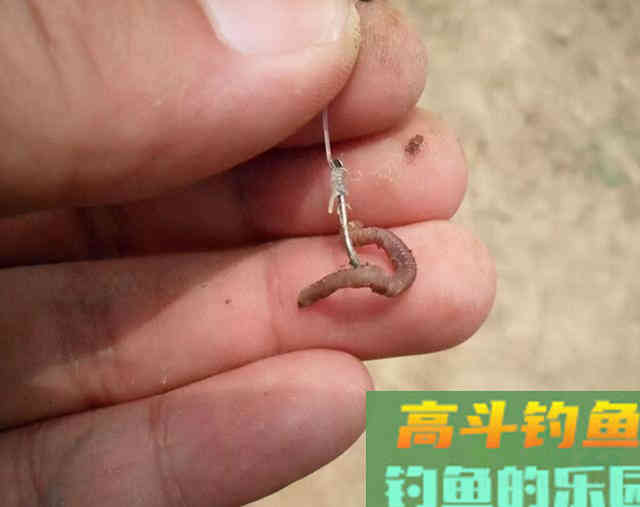 冬天钓鱼用蚯蚓没口，不妨试试这几招