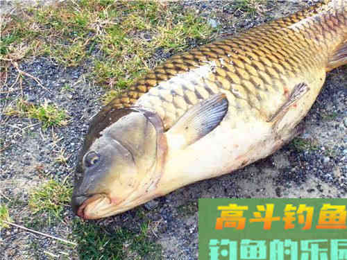 秋季野外钓鲤，钓饵效果最好的，还得是蚯蚓