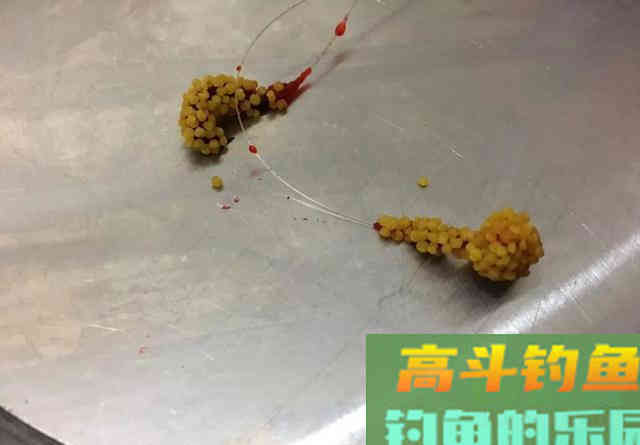 实战告诉你什么样的酒米最诱鱼