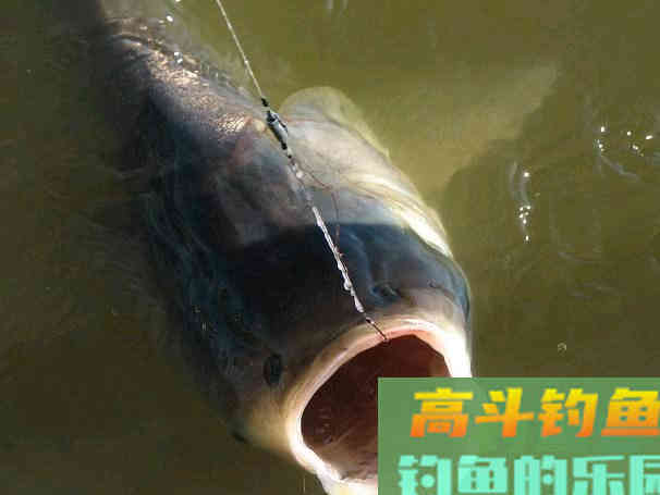 钓鱼线组不重要？老钓鱼人实际垂钓告诉你