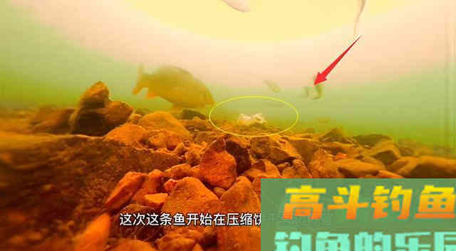 压缩饼干打窝是交智商税吗？钓鱼人实测，水下镜头记录全过程