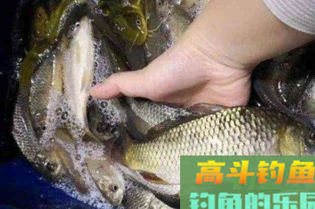 冬天诱鱼太慢，恰巧我有4个打窝诀窍