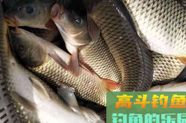 气温一高，我只想换用这鲤鱼饵