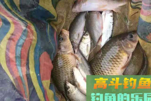 花不了十块钱的钓饵，还专攻大鲤鱼