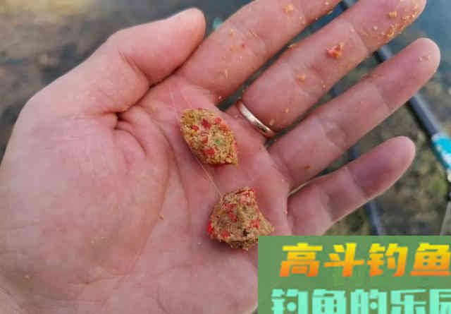 立秋以后钓鲫鱼，加这两种饵效果更好