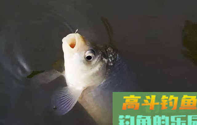 垂钓轻口鱼，掌握导致诱因，应对起来才容易