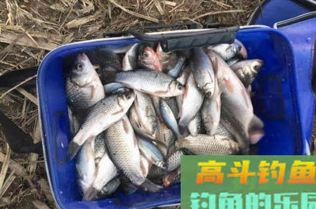 天一冷，老钓手就喜欢用这鲫鱼饵