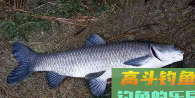 菜籽饼不脱毒打窝不能用吗