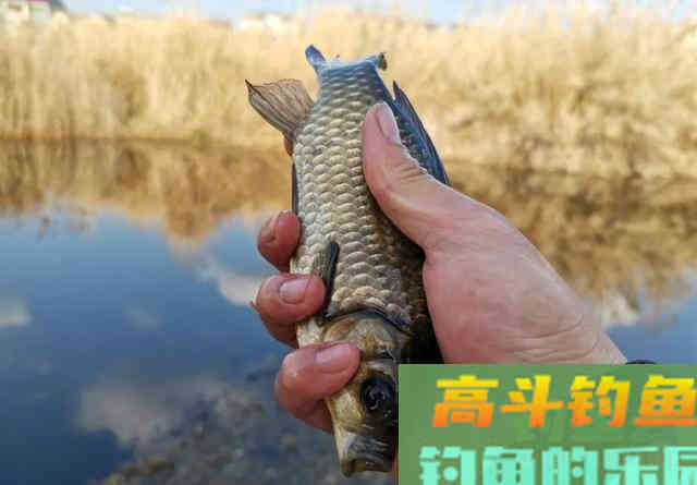 野钓可以用虾饵吗？能用但没人用