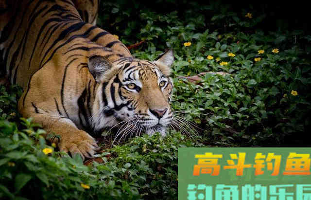 得知多种蚯蚓的使用方法后！渔具店的蚯蚓卖疯了
