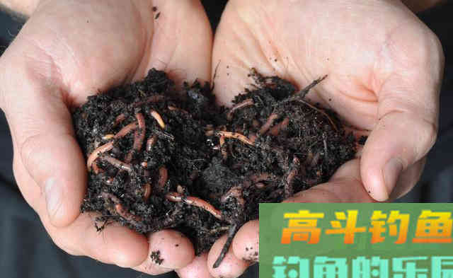 蚯蚓这么去加工，诱鱼效果不止翻一倍
