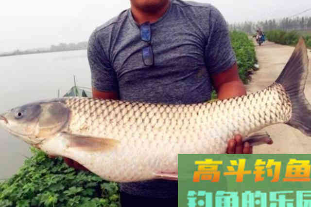 正式确认，这才是诱钓大草鱼的高效饵