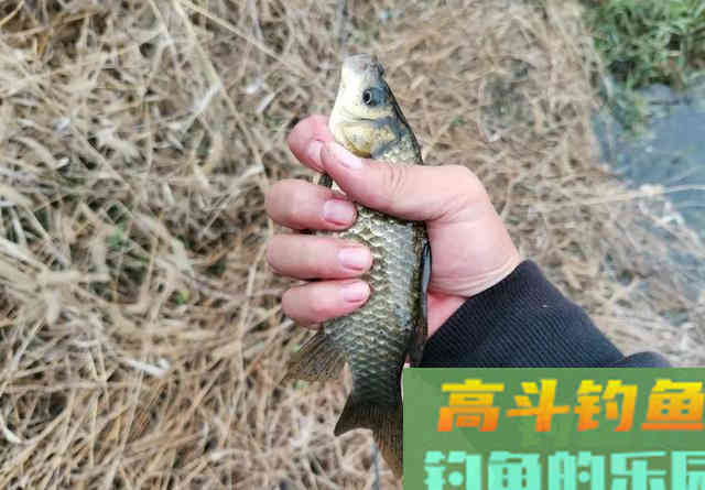 这是制作小麦窝料最简单的方法！成本才1块钱