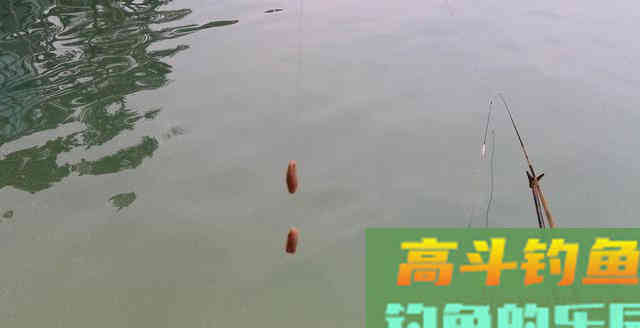 鱼也聚来了浮漂也动了，但总是空钩是咋回事